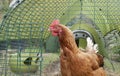 Rhode Island Red hen at the entrance to a modern plastic chicken Royalty Free Stock Photo