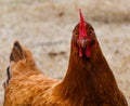 Rhode Island Red hen, frontal view, closeup Royalty Free Stock Photo