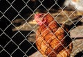 Rhode Island Red hen, Isa brown breed of laying hen behind the metal grid, chain link fence in the backyard Royalty Free Stock Photo