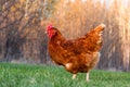 Rhode Island Red Hen Royalty Free Stock Photo