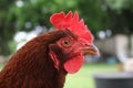 Rhode Island Red Hen Royalty Free Stock Photo