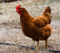 Rhode Island Red hen, side view, closeup Royalty Free Stock Photo