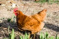 Rhode Island Red hen, side view, pecking for food