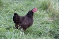 Rhode island red minature