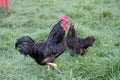 Rhode island red minature