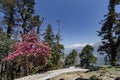 Rhodedandron bloom enroute Tungnath, Chopta, Garhwal, Uttarakhand, India Royalty Free Stock Photo