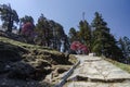 Rhodedandron bloom enroute Tungnath temple,Uttarakhand,India