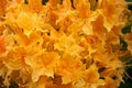 Rhodedendron