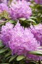 Rhodedendron Royalty Free Stock Photo