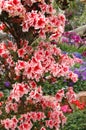 Rhodendron simsii Royalty Free Stock Photo