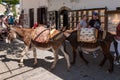 Donkey are waiting for tourists. Using donkey taxi to the Acropolis is a popular tourist attraction