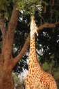 A Rhodesian giraffe Giraffa tippelskirchi feeding on the tree up to close