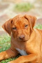Rhodesian hound puppy