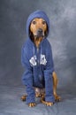 Rhodesian Ridegeback dog with jacket