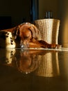 Rhodesian Ridgeback Royalty Free Stock Photo