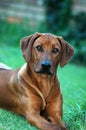 Rhodesian Ridgeback