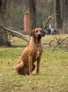 Rhodesian Ridgeback Royalty Free Stock Photo