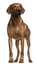 Rhodesian Ridgeback, 2 years old, standing Royalty Free Stock Photo