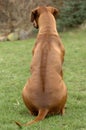 Rhodesian ridgeback