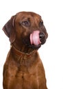 Rhodesian Ridgeback