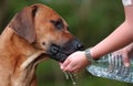 Rhodesian Ridgeback