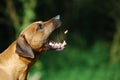 Rhodesian Ridgeback Royalty Free Stock Photo