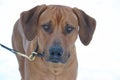 Rhodesian Ridgeback Royalty Free Stock Photo