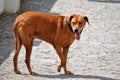 Rhodesian Ridgeback, beautiful male ridgeback