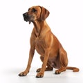 Rhodesian Ridgeback breed dog isolated on a clean white background Royalty Free Stock Photo
