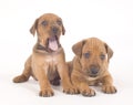 Rhodesian Ridgeback buddies, 5 weeks old, lying Royalty Free Stock Photo