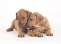 Rhodesian Ridgeback buddies, 5 weeks old, snuggle Royalty Free Stock Photo