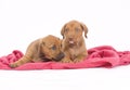 Rhodesian Ridgeback buddies, 6 weeks old, playing Royalty Free Stock Photo