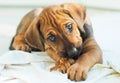 Rhodesian Ridgeback chewing a treat Royalty Free Stock Photo