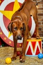 Rhodesian Ridgeback circus actor on a drum Royalty Free Stock Photo