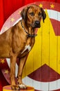 Rhodesian Ridgeback circus actor in front of a star target Royalty Free Stock Photo