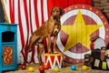 Rhodesian Ridgeback circus actor in front of a target Royalty Free Stock Photo