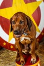 Rhodesian Ridgeback circus actor Royalty Free Stock Photo