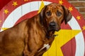 Rhodesian Ridgeback circus actor Royalty Free Stock Photo