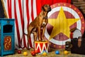 Rhodesian Ridgeback in colourful circus interior Royalty Free Stock Photo