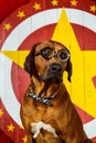 Rhodesian Ridgeback circus actor wearing eyeglasses in front of Royalty Free Stock Photo
