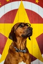 Rhodesian Ridgeback circus actor wearing eyeglasses Royalty Free Stock Photo