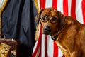 Rhodesian Ridgeback circus actor wearing eyeglasses Royalty Free Stock Photo