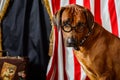 Rhodesian Ridgeback circus actor wearing eyeglasses Royalty Free Stock Photo
