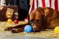 Rhodesian Ridgeback circus actor wearing eyeglasses Royalty Free Stock Photo
