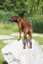 Rhodesian Ridgeback Close up