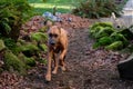 Rhodesian Ridgeback Close-up Photos