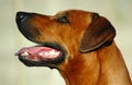 Rhodesian Ridgeback dog Royalty Free Stock Photo