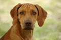 Rhodesian Ridgeback dog Royalty Free Stock Photo