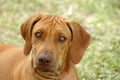 Rhodesian Ridgeback dog Royalty Free Stock Photo