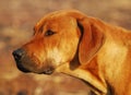 Rhodesian ridgeback dog Royalty Free Stock Photo